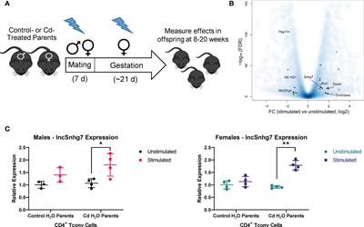 Prenatal Cadmium Exposure Alters Proliferation in Mouse CD4+ T Cells via LncRNA Snhg7